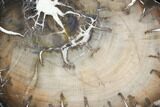 Polished Petrified Wood (Maple) Round - Swartz Canyon, Oregon #149958-1